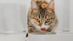 Hoeveel waterbakjes heeft een kat nodig en waarom moet je ze niet bij het voer plaatsen?