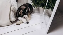 Waarom honden zichzelf niet herkennen in de spiegel en wat ze wél zien