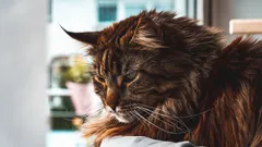 De zeven meest sociale kattenrassen – hoe vind je een kattenmaatje dat op een hond lijkt