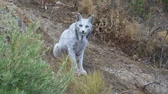 Voor het eerst ooit vastgelegd op camera: de witte Iberische lynx – en dit is wat het betekent