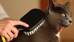 Zo vaak moet je jouw kat borstelen voor een gezonde vacht