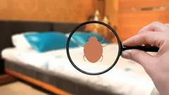 Bedwantsen bestrijden met natuurlijke middelen: zo pak je het effectief aan