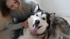 Waar aaien honden het liefst en hoe herken je stresssignalen