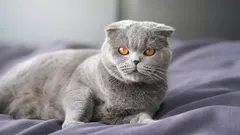 Hoe lang leven Schotse katten?