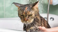 Wat voelt een kat tijdens het baden en hoe verminder je haar stress?