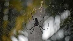 Spirituele symboliek van spinnen: waarom ze in huis verschijnen en wat dat kan betekenen