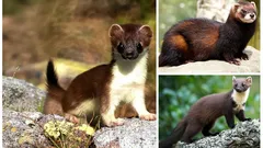 Waarom de boommarter onmisbaar is voor gezonde Nederlandse bossen