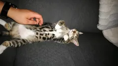 Weinig mensen weten het: wat katten voelen als je hun buik krabt, volgens kattengedragsdeskundigen