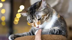 Weinig mensen weten het: wat katten voelen als je ze lang aait, volgens dierenartsen