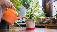 Is kraanwater geschikt om kamerplanten water te geven? Enkele tips voor hun verzorging