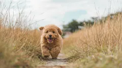 Hoeveel minuten per dag moet een puppy uitgelaten worden?