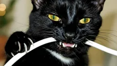 Hoe je je kat voor altijd kunt afleren om aan kabels te knagen. Deze methode werkt gegarandeerd.