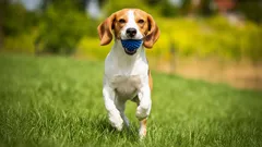 Top 10 Speelsste Hondenrassen: Actieve en Vrolijke Huisdieren voor het Gezin